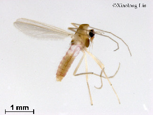  ( - XL2091)  @11 [ ] CreativeCommons - Attribution Non-Commercial Share-Alike (2019) Xiaolong Lin College of Life Sciences, Nankai University