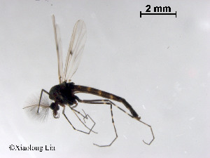  (Sticochironomus - XL2096)  @11 [ ] CreativeCommons - Attribution Non-Commercial Share-Alike (2019) Xiaolong Lin College of Life Sciences, Nankai University