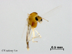  ( - XL2295)  @11 [ ] CreativeCommons - Attribution Non-Commercial Share-Alike (2019) Xiaolong Lin College of Life Sciences, Nankai University