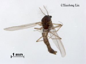  (Symbiocladius rhithrogenae - XL2453)  @11 [ ] CreativeCommons - Attribution Non-Commercial Share-Alike (2019) Xiaolong Lin College of Life Sciences, Nankai University