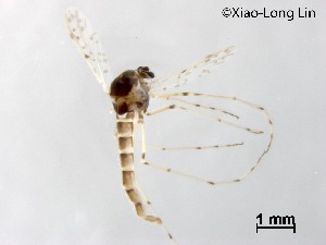  ( - XL2492)  @11 [ ] CreativeCommons-Attribution Non-Commercial Share-Alike (2020) Xiaolong Lin Nankai University, College of Life Sciences