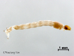  ( - XL2521)  @11 [ ] CreativeCommons - Attribution Non-Commercial Share-Alike (2019) Xiaolong Lin College of Life Sciences, Nankai University