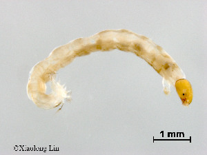  ( - XL2522)  @11 [ ] CreativeCommons - Attribution Non-Commercial Share-Alike (2019) Xiaolong Lin College of Life Sciences, Nankai University