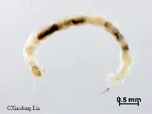  ( - XL2539)  @11 [ ] CreativeCommons - Attribution Non-Commercial Share-Alike (2019) Xiaolong Lin College of Life Sciences, Nankai University