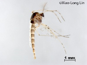  ( - XL2608)  @11 [ ] CreativeCommons-Attribution Non-Commercial Share-Alike (2020) Xiaolong Lin Nankai University, College of Life Sciences