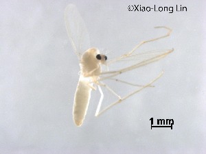  (Euryhapsis subviridis - XL2672)  @11 [ ] CreativeCommons-Attribution Non-Commercial Share-Alike (2020) Xiaolong Lin Nankai University, College of Life Sciences