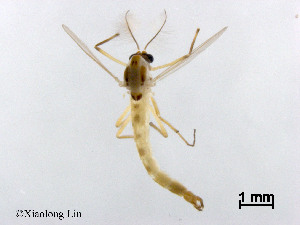  (Kiefferulus calligaster - XL3063)  @13 [ ] CreativeCommons - Attribution Non-Commercial Share-Alike (2019) Xiaolong Lin College of Life Sciences, Nankai University