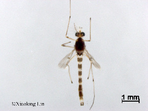  ( - XL3064)  @11 [ ] CreativeCommons - Attribution Non-Commercial Share-Alike (2019) Xiaolong Lin College of Life Sciences, Nankai University