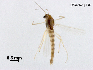  ( - XL3086)  @11 [ ] CreativeCommons - Attribution Non-Commercial Share-Alike (2019) Xiaolong Lin College of Life Sciences, Nankai University