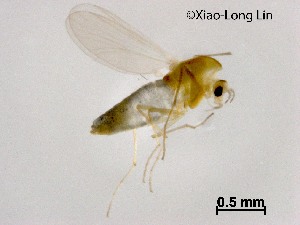  (Eukiefferiella chuzeoctava - XL3468)  @11 [ ] CreativeCommons-Attribution Non-Commercial Share-Alike (2020) Xiaolong Lin Nankai University, College of Life Sciences