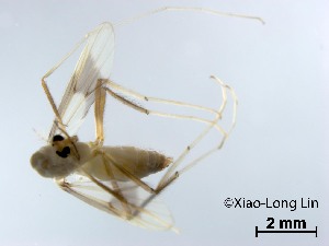  (Stenochironomus sp. 16XL - XL3664)  @11 [ ] CreativeCommons-Attribution Non-Commercial Share-Alike (2020) Xiaolong Lin Nankai University, College of Life Sciences