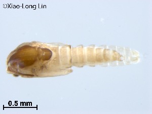  (Thienemanniella triangula - XL3713)  @11 [ ] CreativeCommons-Attribution Non-Commercial Share-Alike (2020) Xiaolong Lin Nankai University, College of Life Sciences