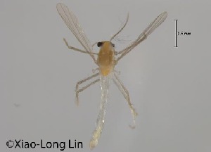  (Cladotanytarsus isigacedeus - XL504)  @11 [ ] CreativeCommons-Attribution Non-Commercial Share-Alike (2020) Xiaolong Lin Nankai University, College of Life Sciences