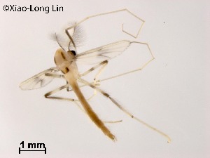 Stenochironomus roquei n. sp. Adult male: A—head, B—thorax