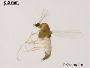  ( - XL789)  @11 [ ] CreativeCommons - Attribution Non-Commercial Share-Alike (2019) Xiaolong Lin College of Life Sciences, Nankai University