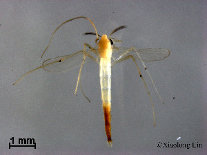  (Stenochironomus sp. 6XL - XL840)  @13 [ ] CreativeCommons - Attribution Non-Commercial Share-Alike (2019) Xiaolong Lin College of Life Sciences, Nankai University