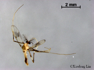  (Stenochironomus sp. 4XL - XL841)  @11 [ ] CreativeCommons - Attribution Non-Commercial Share-Alike (2019) Xiaolong Lin College of Life Sciences, Nankai University