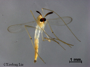  (Stenochironomus sp. 10XL - XL862)  @11 [ ] CreativeCommons - Attribution Non-Commercial Share-Alike (2019) Xiaolong Lin College of Life Sciences, Nankai University