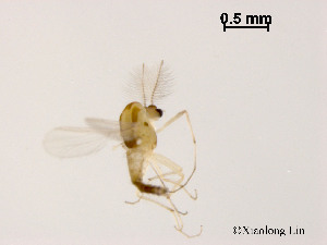  ( - XL929)  @11 [ ] CreativeCommons - Attribution Non-Commercial Share-Alike (2019) Xiaolong Lin College of Life Sciences, Nankai University