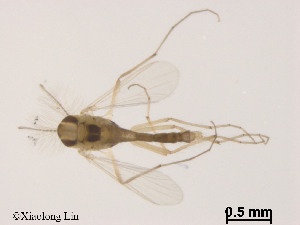  ( - XL989)  @11 [ ] CreativeCommons - Attribution Non-Commercial Share-Alike (2019) Xiaolong Lin College of Life Sciences, Nankai University