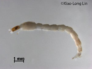  (Thienemannimyia sp. 9XL - XL3357)  @11 [ ] CreativeCommons-Attribution Non-Commercial Share-Alike (2020) Xiaolong Lin Nankai University, College of Life Sciences