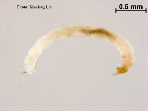  ( - ZJ121)  @11 [ ] CreativeCommons - Attribution Non-Commercial Share-Alike (2018) Xiaolong Lin College of Life Sciences, Nankai University