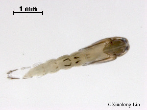  ( - ZJ258)  @11 [ ] CreativeCommons - Attribution Non-Commercial Share-Alike (2019) Xiaolong Lin College of Life Sciences, Nankai University