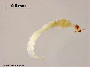  (Corynoneura sp. Yue - ZJ31)  @11 [ ] CreativeCommons - Attribution Non-Commercial Share-Alike (2018) Xiaolong Lin College of Life Sciences, Nankai University