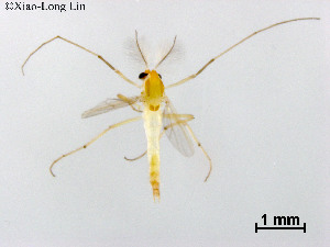  (Demicryptochironomus spatulatus - ZJ402)  @11 [ ] CreativeCommons-Attribution Non-Commercial Share-Alike (2020) Xiaolong Lin Nankai University, College of Life Sciences