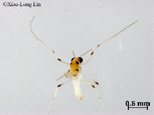 ( - ZJ404)  @11 [ ] CreativeCommons-Attribution Non-Commercial Share-Alike (2020) Xiaolong Lin Nankai University, College of Life Sciences