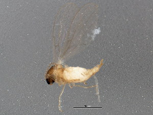  ( - BIOUG01932-H03)  @13 [ ] CreativeCommons - Attribution (2012) CBG Photography Group Centre for Biodiversity Genomics