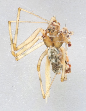  (Megalepthyphantes pseudocollinus - AKO_001579)  @14 [ ] CreativeCommons - Attribution Non-Commercial (2015) Marko Mutanen University of Oulu