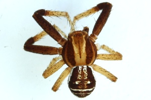  ( - ZMUO.000224)  @12 [ ] CreativeCommons - Attribution Non-Commercial (2012) Piia Partanen University of Oulu