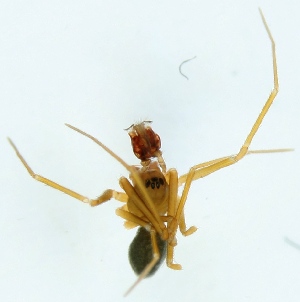  ( - ZMUO.003651)  @12 [ ] CreativeCommons - Attribution Non-Commercial (2012) Marko Mutanen University of Oulu