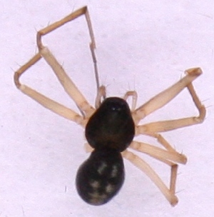  ( - ZMUO_00180)  @12 [ ] No Rights Reserved (2010) Marko Mutanen University of Oulu