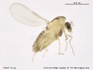  (Corynoneura sp. 16ES - CH-eik111)  @14 [ ] CreativeCommons - Attribution Non-Commercial Share-Alike (2013) NTNU Museum of Natural History and Archaeology NTNU Museum of Natural History and Archaeology