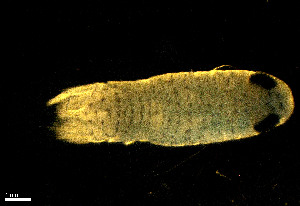  (Corallanidae - CH884-D10)  @11 [ ] Creative commons (2025) Manuel Elias-Gutierrez El Colegio de la Frontera Sur, Unidad Chetumal