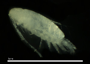  (Acartiella - CH889-G2)  @11 [ ] Creative commons (2025) Manuel Elias-Gutierrez El Colegio de la Frontera Sur, Unidad Chetumal