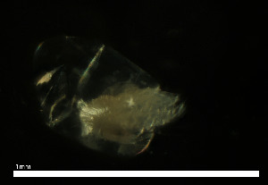  ( - CH890-A1)  @11 [ ] Creative commons (2025) Manuel Elias-Gutierrez El Colegio de la Frontera Sur, Unidad Chetumal