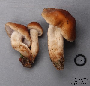  (Hypholoma capnoides - MQ17040-QFB29548)  @11 [ ] Copyright (2017) Jacques Landry Mycoquebec