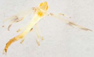  (Stenochironomus fascipennis - ZMUO.025362)  @11 [ ] CreativeCommons - Attribution Non-Commercial (2015) Marko Mutanen University of Oulu