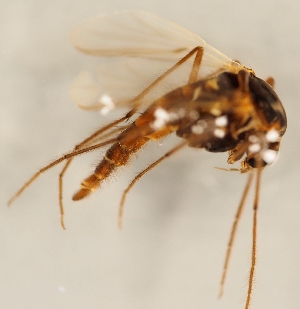  ( - ZMUO.026227)  @13 [ ] CreativeCommons - Attribution Non-Commercial (2016) Marko Mutanen University of Oulu