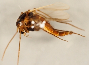  ( - ZMUO.026228)  @13 [ ] CreativeCommons - Attribution Non-Commercial (2016) Marko Mutanen University of Oulu