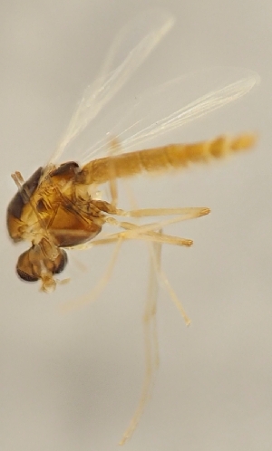  ( - ZMUO.026339)  @11 [ ] CreativeCommons - Attribution Non-Commercial (2016) Marko Mutanen University of Oulu