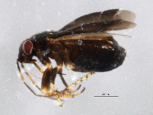  (Chlamydatus keltoni - BIOUG02022-C03)  @14 [ ] CreativeCommons - Attribution (2012) CBG Photography Group Centre for Biodiversity Genomics