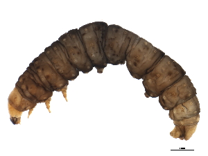  ( - BIOUG01237-B04)  @12 [ ] CreativeCommons - Attribution (2012) CBG Photography Group Centre for Biodiversity Genomics