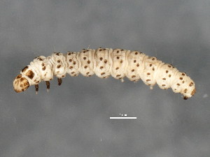  ( - BIOUG02021-B03)  @12 [ ] CreativeCommons - Attribution (2012) CBG Photography Group Centre for Biodiversity Genomics