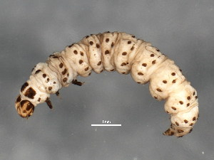  ( - BIOUG02021-B04)  @12 [ ] CreativeCommons - Attribution (2012) CBG Photography Group Centre for Biodiversity Genomics