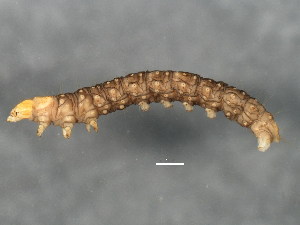  ( - BIOUG02021-G03)  @12 [ ] CreativeCommons - Attribution (2012) CBG Photography Group Centre for Biodiversity Genomics