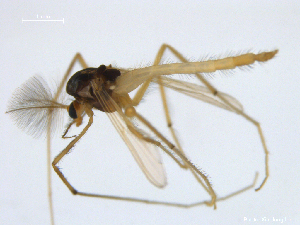  ( - XJ163)  @11 [ ] CreativeCommons - Attribution Non-Commercial Share-Alike (2018) Xiaolong Lin Department of Natural History, NTNU University Museum